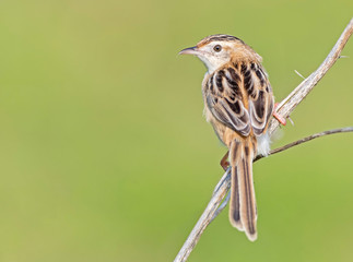 Zitting Cisticola and an out of focus background
