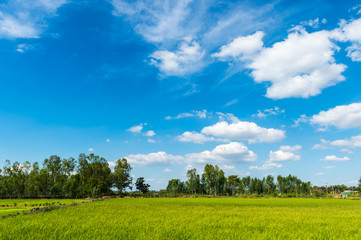 farm rice and clouds sky landscape