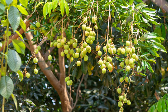 Picture of green unripe lychee hanging from a tree