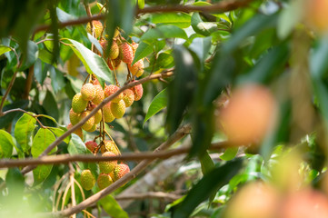 Picture of almost ripe lychee fruits hanging from the tree