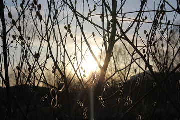 willow branches on the background of the sunset