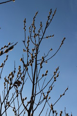 willow branches against the blue sky