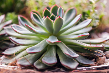 Succulent Echeveria Crassula closeup grows in a flat planter.