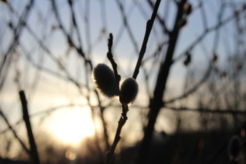 willow branches on the background of the sunset