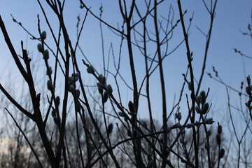 willow trees in the evening