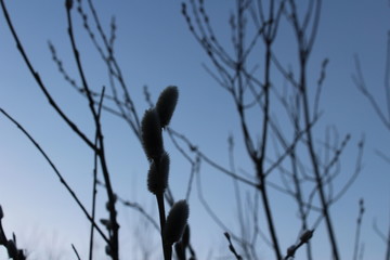 willow branches against the blue sky
