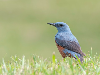 Male blue rock thrush with a green background.