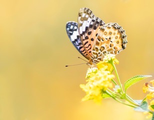 Orange butterfly with yellow bokeh