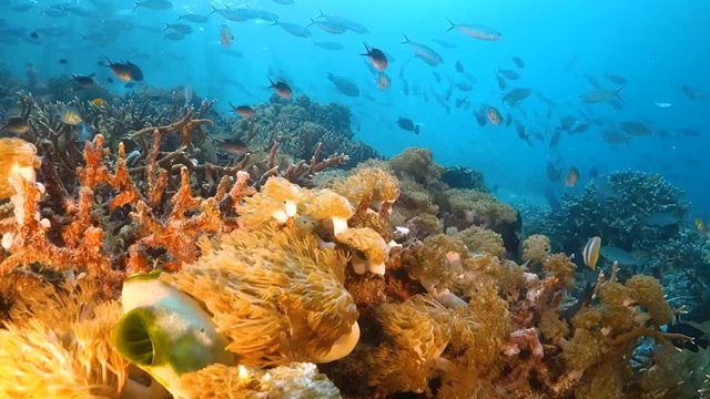 Drifting over hard and soft corals with a school of fish swimming by in the background