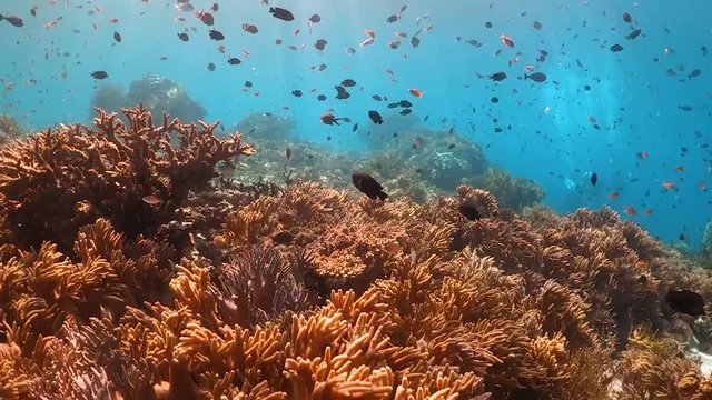 Drifting over soft corals swaying in the waves, surrounded by small fish
