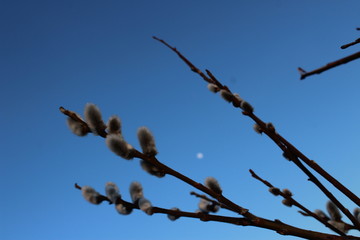 willow branches against the blue sky