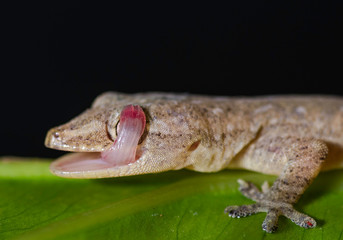 House gecko licks it's eyes.