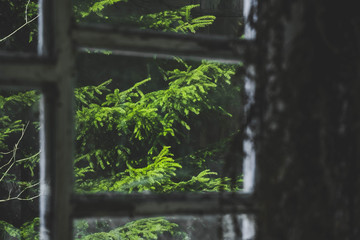 Forest window pine trees view. Heritage window at forest. View trough the window on green woods.