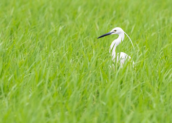 Little egret surrounded by grass.