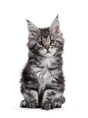 Obraz premium Super cute silver tabby Maine Coon cat kitte, sitting facing front. Looking dreamy beside camera. Isolated on white background.