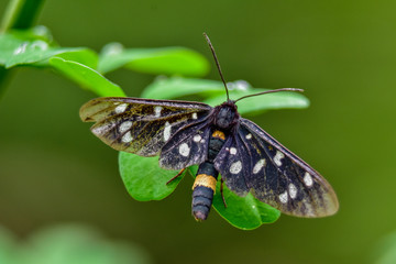 macro of butterfly/moth on leaf with green background
