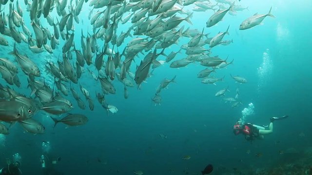 Huge school of jack fish with a female diver swimming and photographing in the background