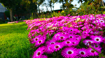Pink flowers in garden