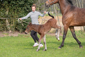 Cute small brown foal running in trot free in the field with his mother. A young woman is running...
