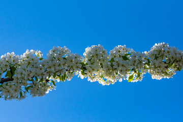 Äste mit vielen weißen Blüten
