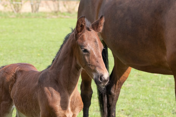 Close-up of a little just born brown horse standing next to the mother, during the day with a countryside landscape