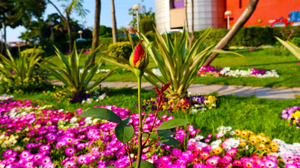 Fototapeta na wymiar Red rose bud in garden
