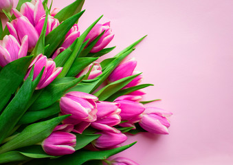 Spring tulip pink flowers on pink background with copy space.