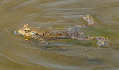 common toad frog swimming in the water