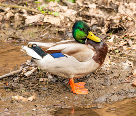 wild duck male standing in the mud next to the water