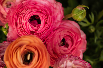 Buttercups in rainbow colors smiling in the flower shop called Say it with flowers in Sofia, Bulgaria. Spring blooms in full power.