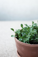 A close up of a flower pot a little arugula plant in pot with bacground