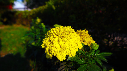 yellow flower of a dandelion