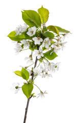 Branch of blooming prunus serrulata, isolated on white background.