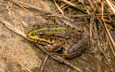 common european green water frog (Pelophylax esculentus) on the ground