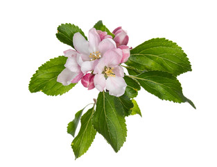 Top view of pink apple blossom with green leaves, isolated on white background.