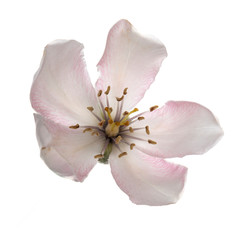 Top view of single pink apple blossom flower, isolated on white background.