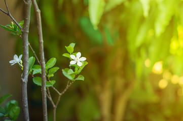 closeup of moke flower tree in garden