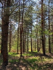 Landscape photography of wild forest