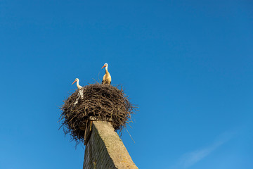Fototapeta premium beautiful white storks fly to nest