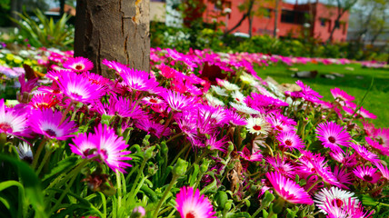 spring flowers in the garden