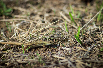 Green lizard (Lacerta viridis) on bushes. Close up lizard in nature.
