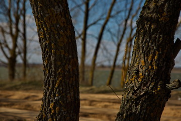 Fototapeta premium Mossy tree trunks on the shore of a forest lake, Russia.