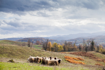 Flock of sheep grazing on the pasture