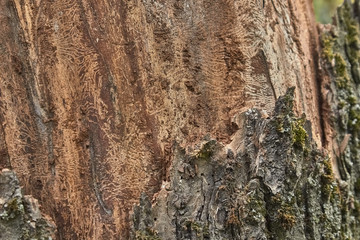 texture of tree bark decorated with patterns left over from the bark beetles