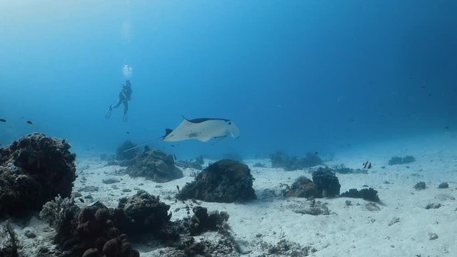 Reef manta swimming over a sand patch with a diver in the background