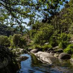 Fototapeta premium small river in the forest