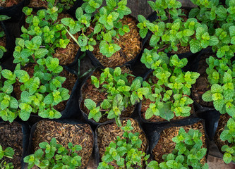 peppermint plant in potted closeup