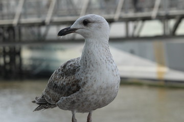 seagull on London bridge 