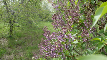 Lilac blooms in the spring in the forest