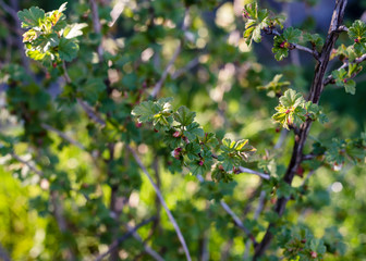 Gooseberry buds in spring in sunny day